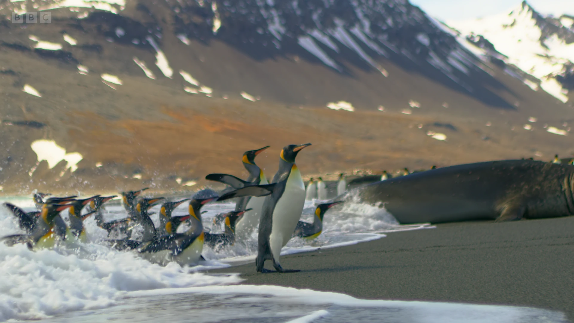 King penguin (Aptenodytes patagonicus patagonicus) as shown in Seven Worlds, One Planet - Antarctica